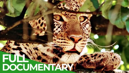 Free Documentary Nature Perfect Camouflage Wild Ones Episode 9