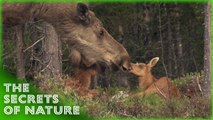 Free Documentary Nature Band of Bears - In the Forests of Scandinavia Part 2