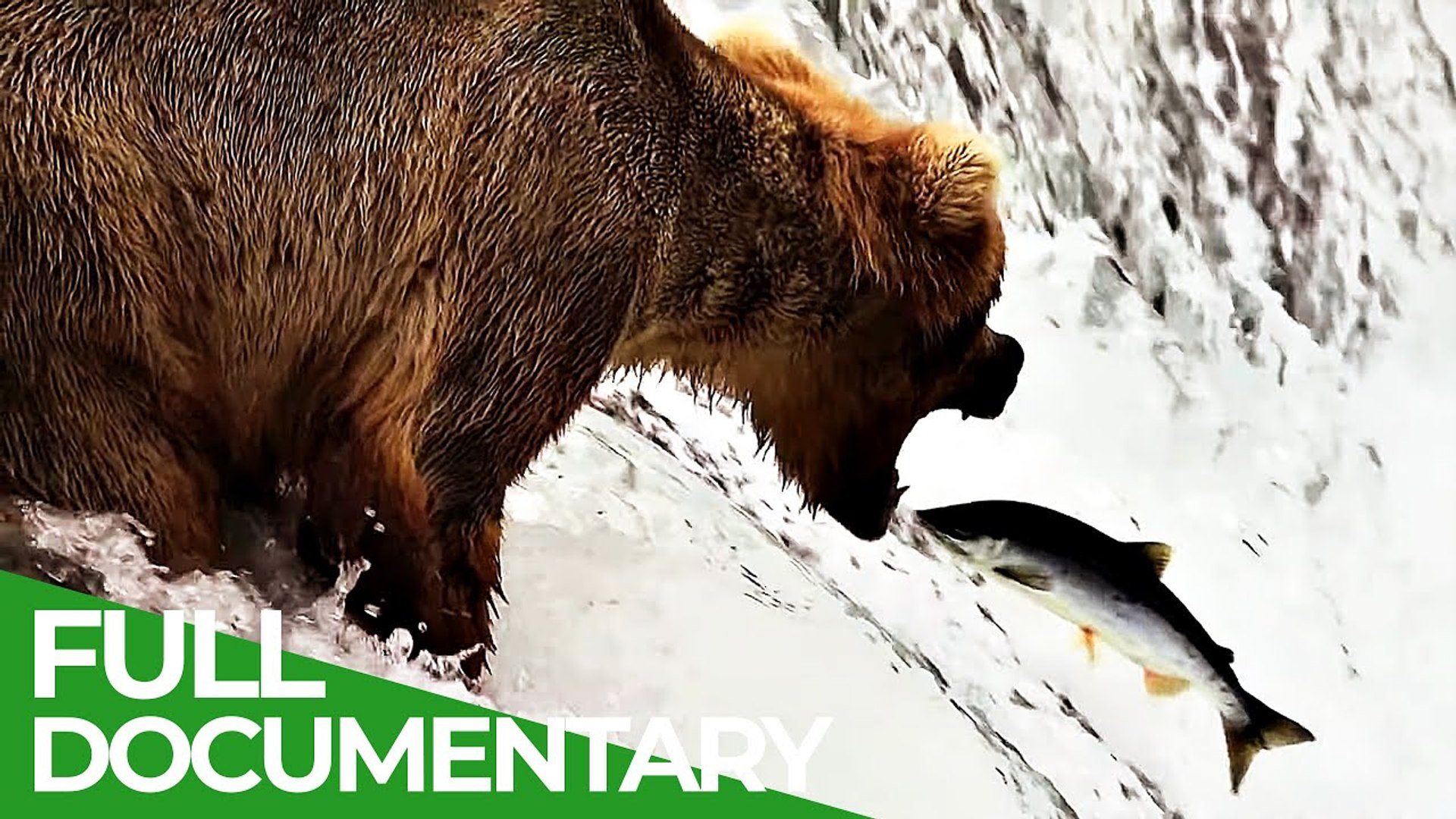 ⁣Free Documentary Nature Kites & Harriers - A Deadly Circus in the Sky