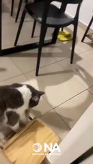 Limón, el gatito pianista que conquista en TikTok con su talento