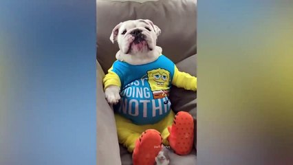 Pets that will make it absolutely impossible not to laugh