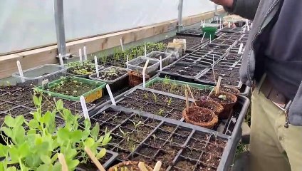 Appletree Community Garden walk-through