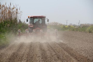 Pamuk üretim merkezlerinden Söke'de üretici tarlaya indi