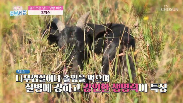 기력&활력 강화와 당뇨에 도움이 되는 ‘흑염소 진액’ TV CHOSUN 220505 방송