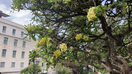 Piazza De Nava Reggio, intervista Vitale