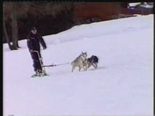 nouveau sport avec les chiens de traineau