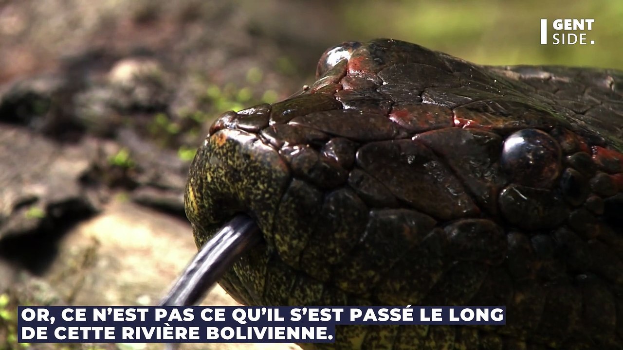 Un anaconda agressé par des dauphins (Photo)