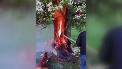 Yıldırım isabet eden armut ağacı alev aldı