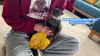 となりで彼氏ヅラして寝るカワウソが怖すぎる　Otter Lying in Bed Like a Human