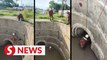 Firemen rescue stray dog from manhole in Lahad Datu
