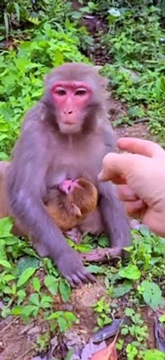 Are the monkeys smiling?  #shorts #babymonkey #fyp #cute #animals