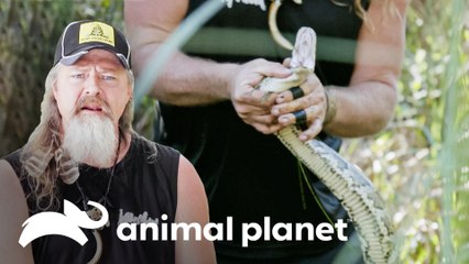 Equipe tenta caçar pítons em terrenos pantanosos | Caçadores de Pítons | Animal Planet Brasil
