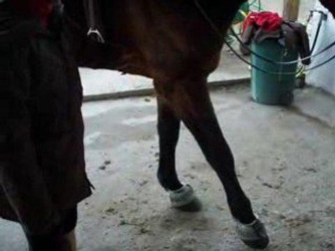 passion cheval SF jambette 2eme leçon