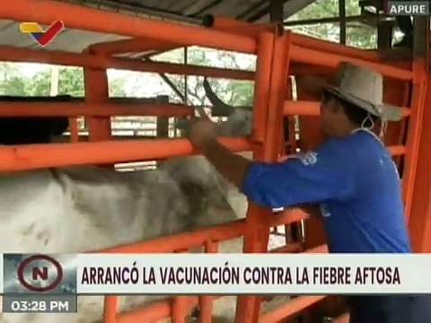 Apure | Inicia el primer ciclo de vacunación contra la fiebre aftosa para proteger al rebaño vacuno