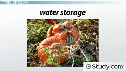 Primary Root Tissue, Root Hairs and the Plant Vascular Cylinder