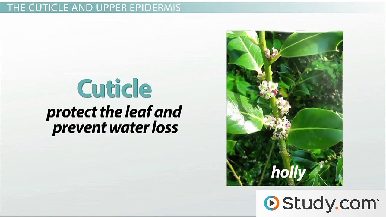 Structure of Leaves- The Epidermis, Palisade and Spongy Layers