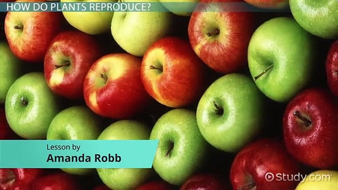 What is Seed Germination- - Definition, Process, Steps & Factors