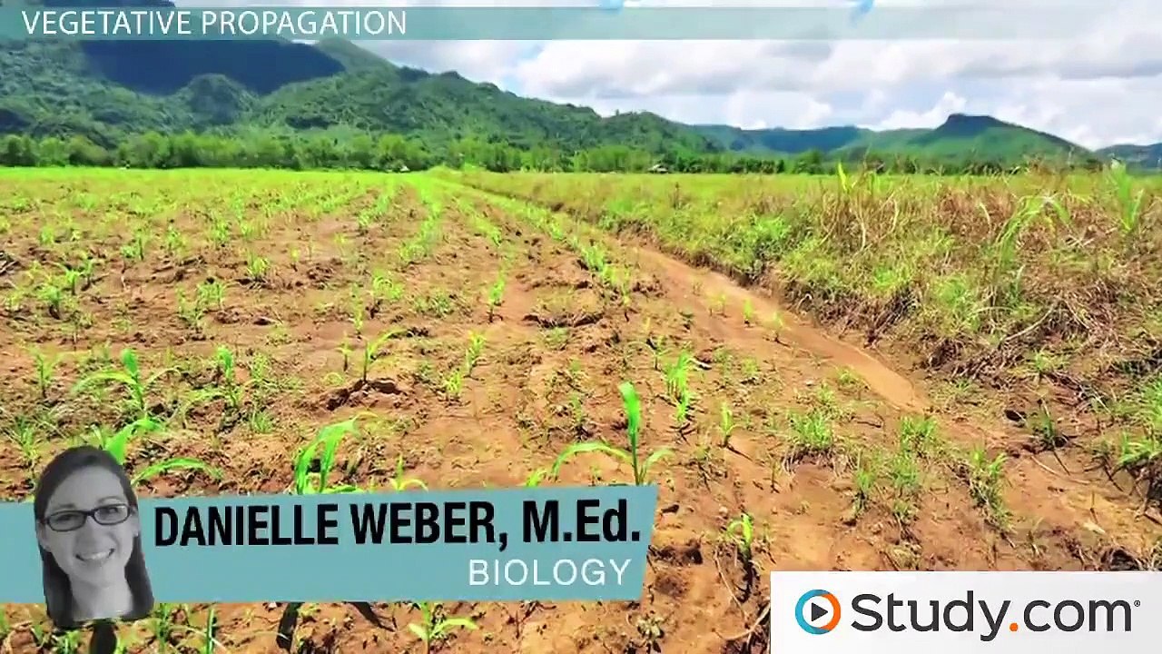 Asexual Plant Reproduction Vegetative Propagation and Bulbs video