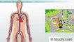 The Human Circulatory System- Parts and Functions -