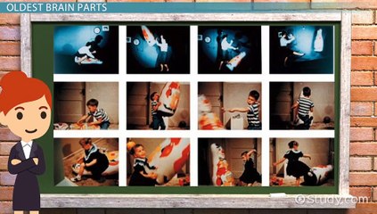 Brain Parts Overview 🧠