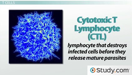 Acquired Immunity- T Cells, B Cells and Antibodies