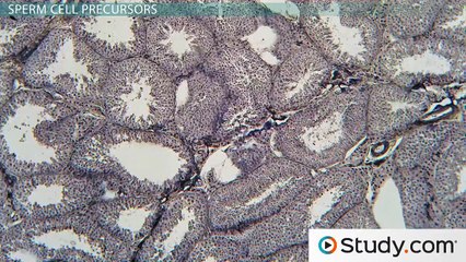 Spermatogenesis- How the Reproductive System Produces Sperm -