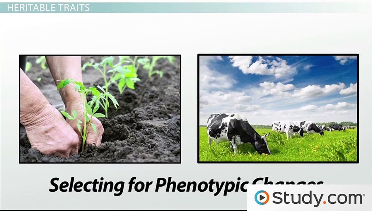Genetics- Heredity, Traits & Chromosomes -