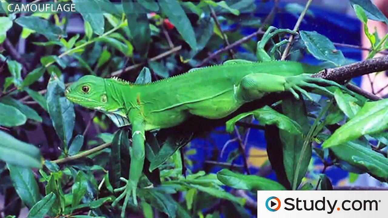 Predator_Prey Interactions, Camouflage, Mimicry & Warning Coloration -