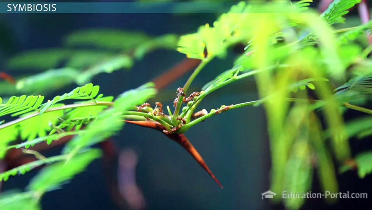 Symbiotic Relationships- Mutualism, Commensalism & Parasitism