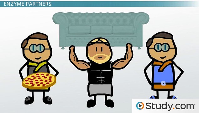 Coenzymes, Cofactors & Prosthetic Groups- Function and Interactions -