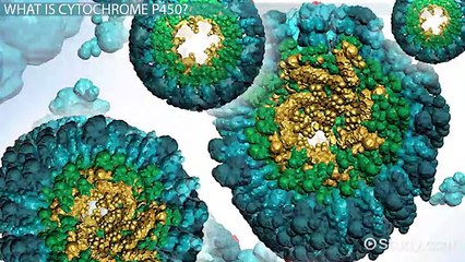Biotransformation of Drugs- Definition, Types & Process -