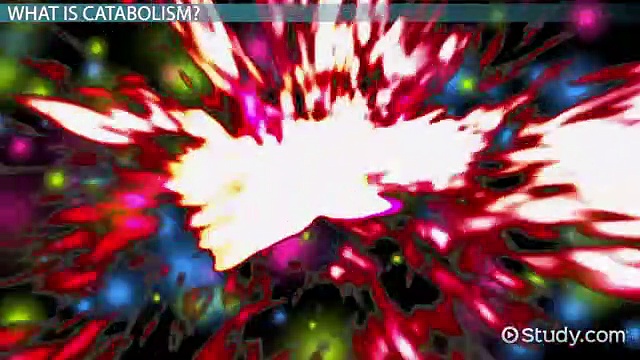 Catabolism- Definition & Examples