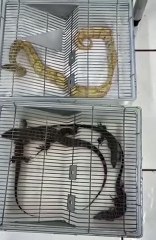 Serpentes e tartarugas escondidos em mala de ônibus são apreendidos pela PRF