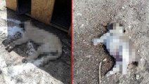 Kırşehir'de yol kenarındaki ölü köpeklerin görüntüsü yürek sızlattı