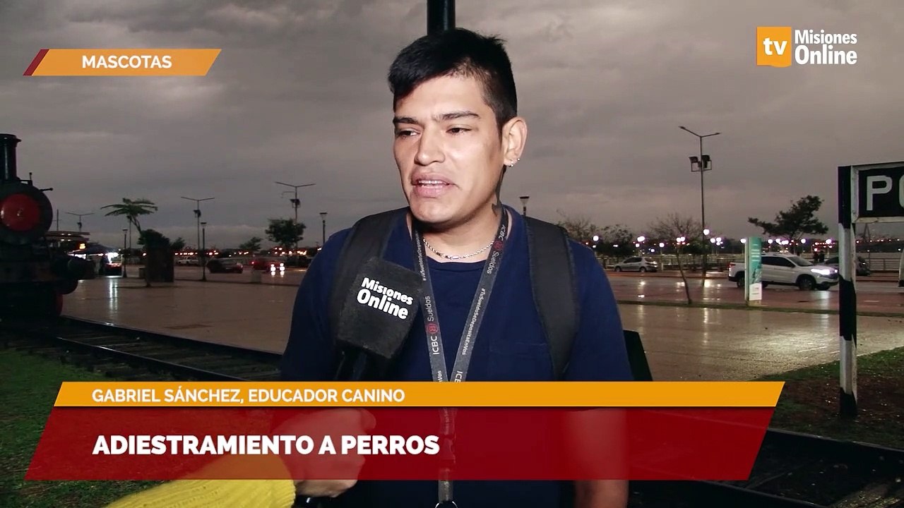 Adiestramiento a perros