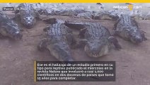 Un estudio innovador revela que una quinta parte de todas las especies de reptiles se enfrentan al riesgo de extinción, siendo los cocodrilos y las tortugas las más amenazadas.