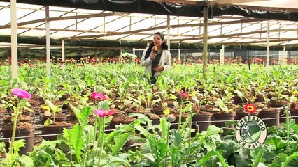 Cultivo de Gerbera. Parte#1_ Origen