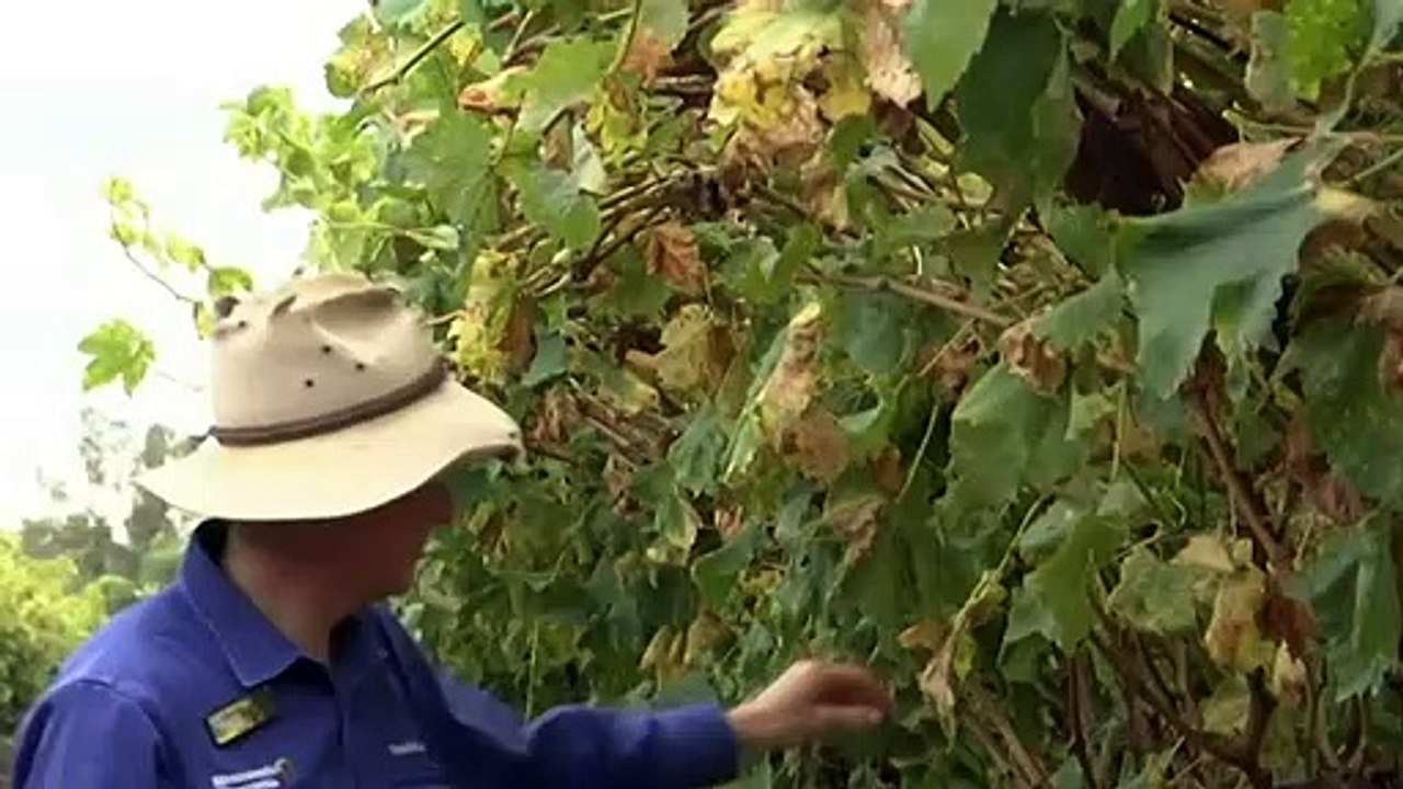 Vacancy rates hit record high in regional towns