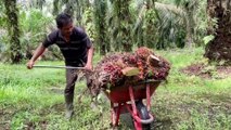 Indonesian farmers hit by palm oil export ban, imposed to curb shortage