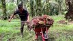 Indonesian farmers hit by palm oil export ban, imposed to curb shortage