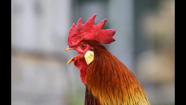 Hautes-Pyrénées : Un habitant occasionnel attaque en justice pour faire taire le coq Pitikok