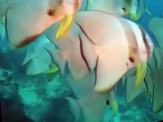Life on Earth S01 E05