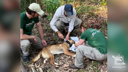 Citizen science asked to help ID dingoes | April 29, 2022 | Farmonline
