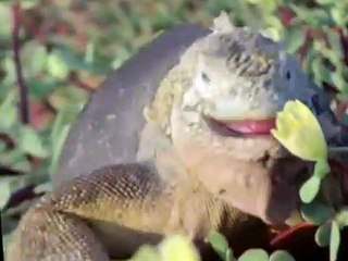 Life on Earth S01 E07