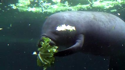 Estudo prevê extinção em massa da vida marinha se aquecimento persistir