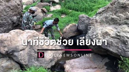 นาทีชีวิตช่วย ‘เลียงผา’ บาดเจ็บใบหน้า สุดสงสารแผลลึกหนอนไช | HOTSHOT เดลินิวส์ 29/04/65