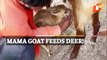 WATCH | Mama Goat Feeds Baby Deer Rescued From Well