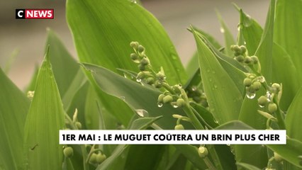 Le prix du muguet en hausse cette année