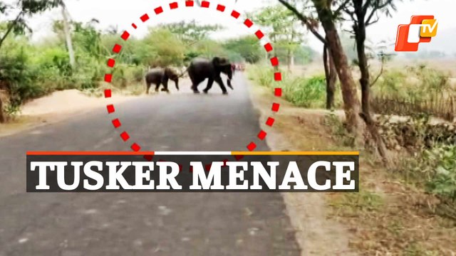 Elephant Menace Triggers Panic Among Villagers In Odisha, Locals Allege Forest Dept Apathy