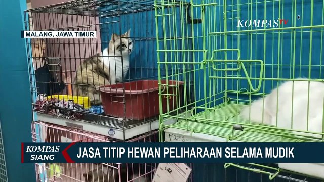 Tempat Penitipan Hewan Peliharaan jadi Solusi Bagi Pemilik Kucing yang Akan Pergi Mudik Lebaran